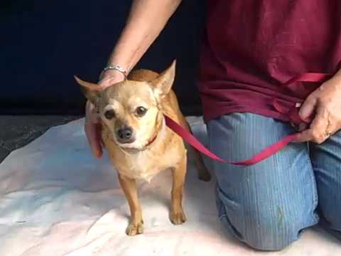 dog adoption mauritius RIP - A5079255 Whisker | Chihuahua
