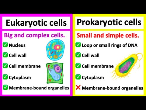 EUKARYOTIC CELLS vs