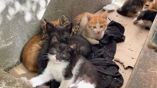 Cute Kittens playing with each other. These Kittens are so beautiful. 😍