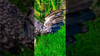 sikat na kulay ng bulik sa panay panalo #chicken #chickenbreeds #rooster