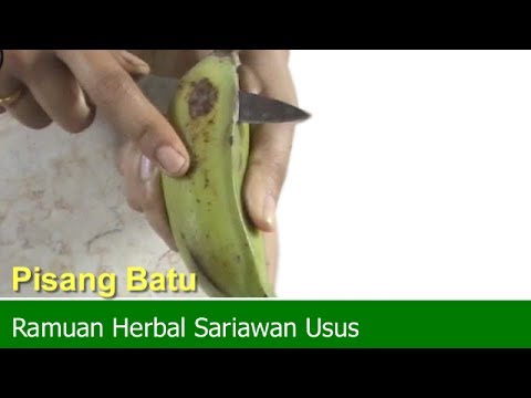 Sariawan Usus Obat Herbal Sariawan Usus dengan Ramuan Sariawan Usus Obat Herbal Sariawan Usus dengan Ramuan