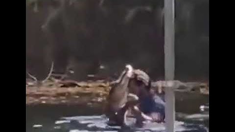 A Florida Man Caught On camera dancing with alligator 🐊