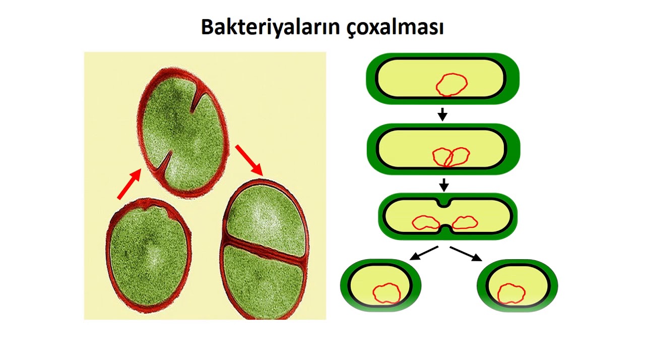 Biologiya 6-cı sinif 8. Prokariot orqanizmlər