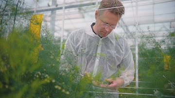 Limgroup  x IIVO - NL subtitles