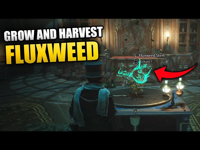 Grow and harvest Fluxweed Hogwarts Legacy : r/ZafrostVideoGameGuide