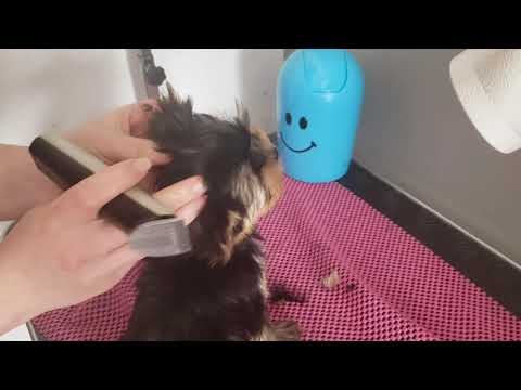 Video: Cum Să-ți Hrănești Catelul Yorkshire Terrier