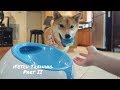 Shiba Inu iFetch Training Part 2! Shiba Inu iFetch Training Part 2!