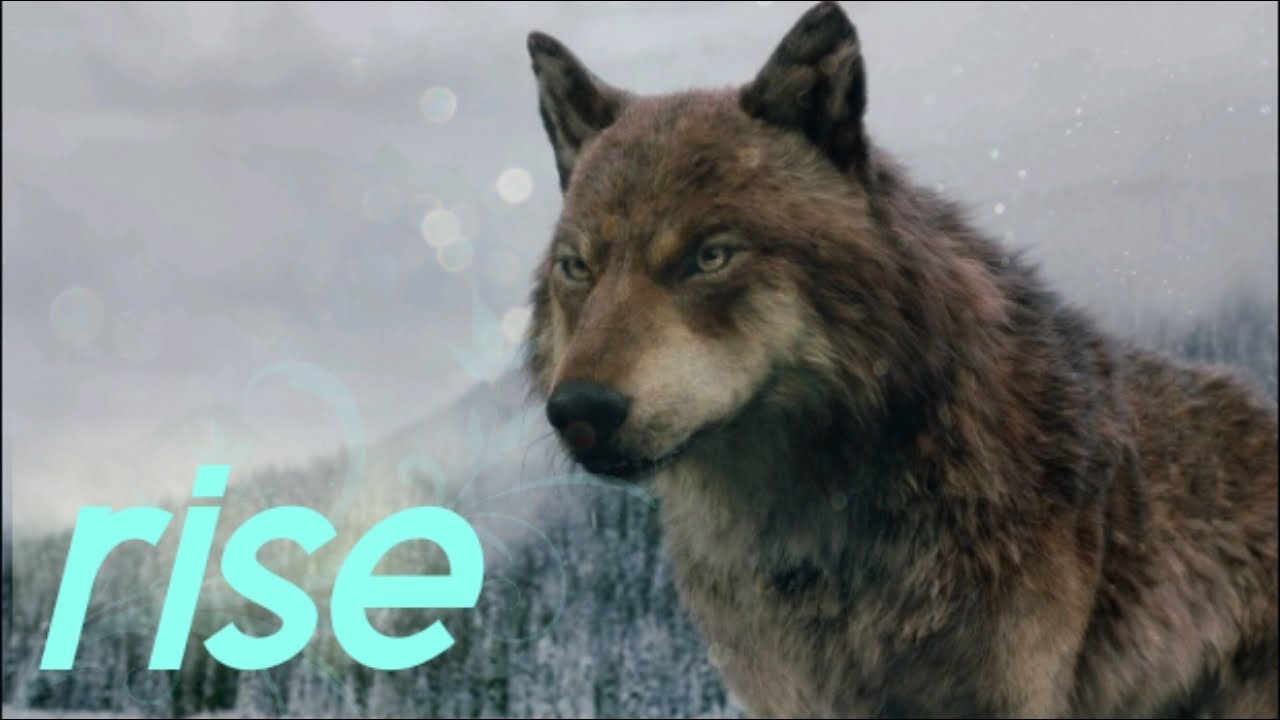 Twilight Wolves Rise Youtube