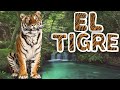 EL TIGRE 🐯 | Videos educativos para niños | Los animales | Documentales para niños