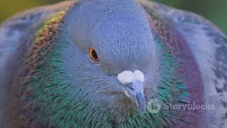 Mastering Racing Pigeon Breeding: Tips & Tricks!
