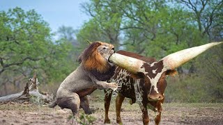 DO NOT WATCH!! The Craziest Animal Fights Caught On Camera