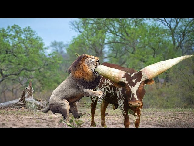 DO NOT WATCH!! The Craziest Animal Fights Caught On Camera class=