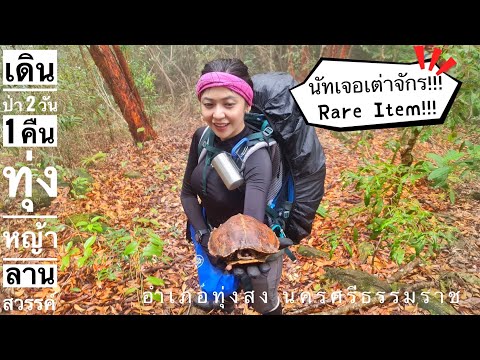 เดินป่า 2 วัน 1 คืน ทุ่งหญ้าลานสวรรค์ อ.ทุ่งสง นครศรีธรรมราช นัทเจอเต่าจักร!!!!