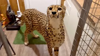 :   !| Cheetah Gerda is very hungry!