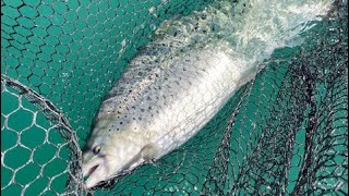 Summer Jigging Tips For Trout & Salmon