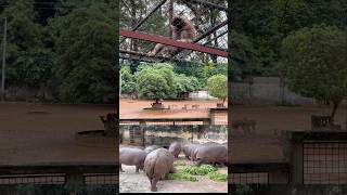 #hippo #hippocampus #hippostory #gibbon #gibbons #deer #deerfield #zoo #animallife #animallovers