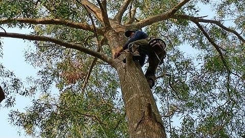 Cưa cây tràm bông vàng siêu to, Gần nhà .Cưa cây kỹ thuật cao