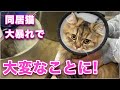 【すやちゃん】初めてのお風呂なのに同居猫ちゃんが大暴れしてしまい大変なことになった猫【ミヌエット】