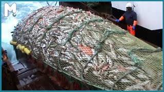 Amazing Big Net Fishing, Trawler Fishing in the Sea - Factory Processing on a Frozen Fishing Boat