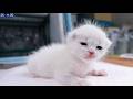 【2026.5.17 】赤ちゃん子猫の下痢について About Kitten Diarrhea