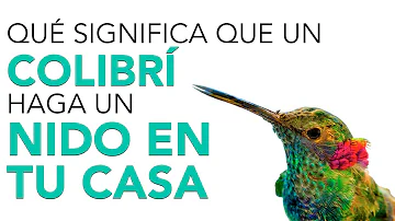 ¿Vuelven los colibríes al mismo nido todos los años?