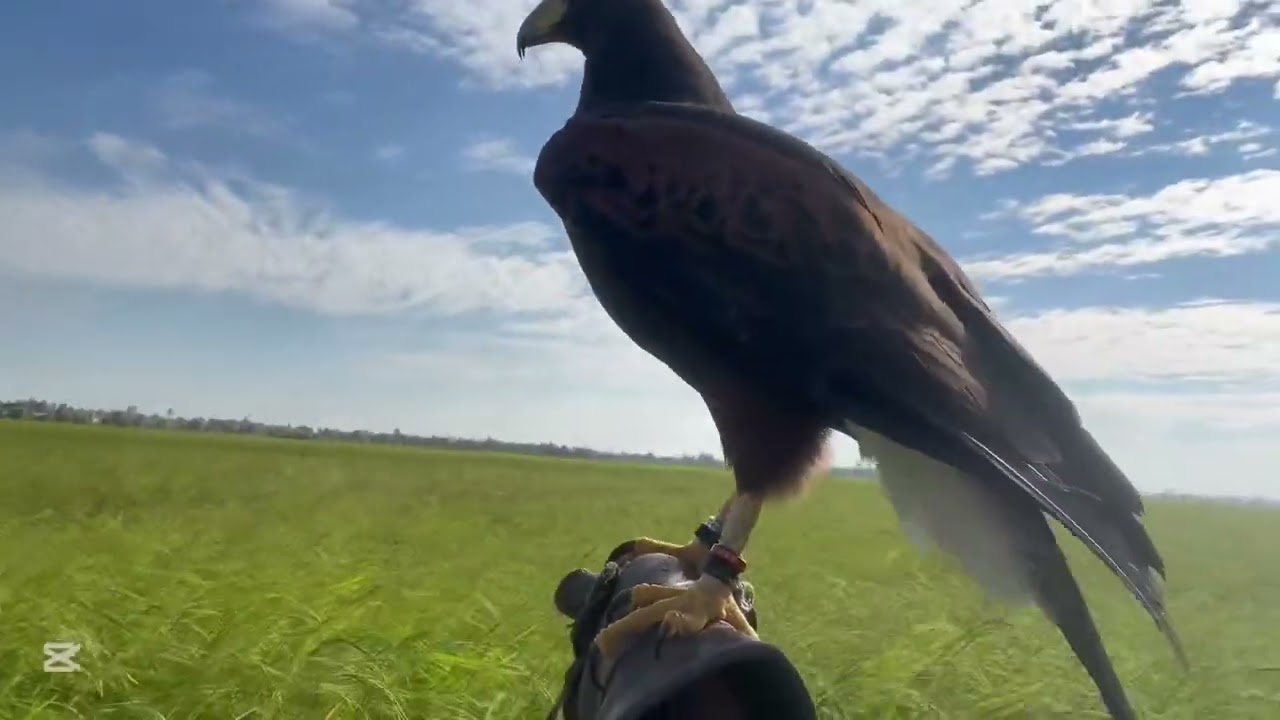 Harri hawk hunting EP21🦅🦢