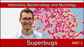 Antimicrobial Resistance and Stewardship (Part 1) - Veterinary Bacteriology and Mycology