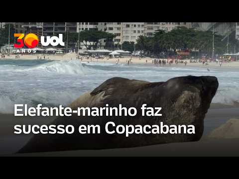 Elephant seal makes a splash in Copacabana