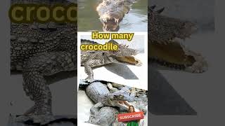 How many crocodile teeth?