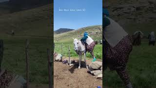 Kürt ve doğa kıymetli annelerimiz 🥹 #fypシ #doğa #beniöneçıkart #youtubeshorts #travel #mountains#ktm