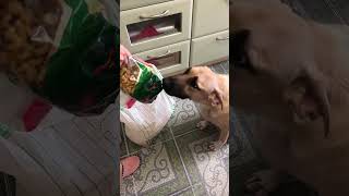 #shorts #funnyvideo #dogs