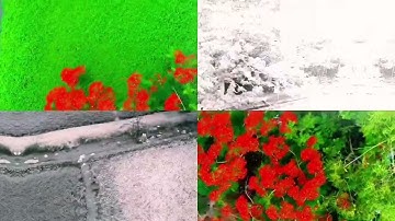 Cây Phượng Cô Đơn giữa cánh đồng Q.12 #travel #flycam #nature #canhque #shortvideo