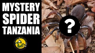 Mystery spider in Tanzania
