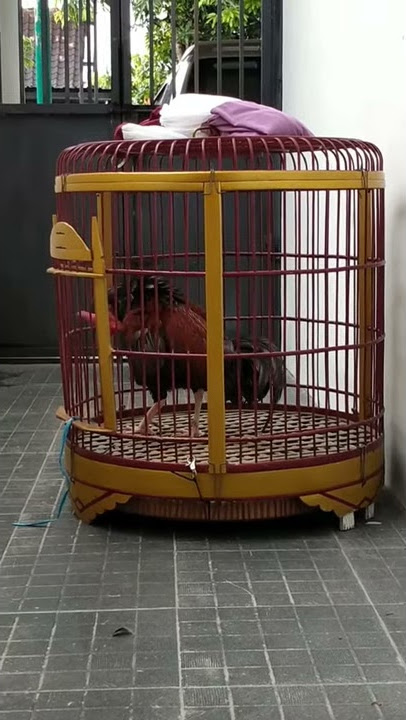 Suara Ayam bekisar mantap
