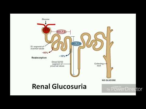 Video: Glucosuria - Glosari Istilah Perubatan