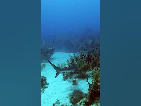 Training sharks to eat lionfish #shorts - YouTube