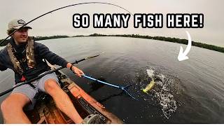 This Lake is LOADED With Fish!