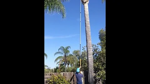 How to Prune Tall Trees without Climbing