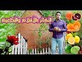 التكاثر بالأقلام التطعيم علوم السادس الابتدائي الدرس العملي وملخص الدرس