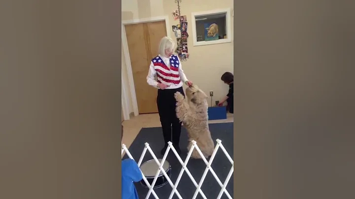 Freestyle Canine Dance at Progressive Animal Welln...