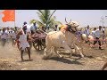 Anthapur bulls  terabandi race opening  yadawada maidan