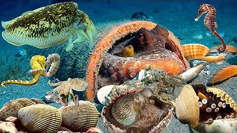 Bội Thu Nhiều Loại Hải Sản Có Giá Trị Cao, Mực Nang, Bạch Tuộc, Cá Ngựa, Sò Dương | Cảnh 86