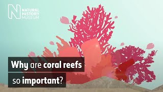 Why are coral reefs so important? | Natural History Museum (Audio Described)