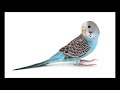 Parakeet Sounds - 8 hours 20 Minutes