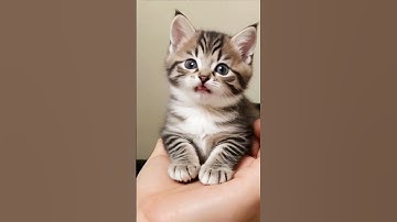 anak kucing lucu mengeong ❤️💕😻 #kucing #anakkucing #suarakucing #kucinglucu #shorts