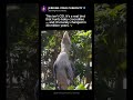 This 5-foot bird eats baby crocodiles and never blinks 😳🦖 #shorts #fyp