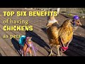 Top Six Benefits of Having Chickens as Pets