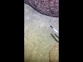 LIVE🔴-I catching seafood on the seafloor. Look what I caught.-Z1027#fishing #ocean #deepsea #beach