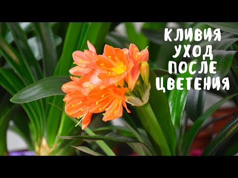 УХОД ЗА КЛИВИЕЙ ПОСЛЕ ЦВЕТЕНИЯ. Мои цветы. Мой опыт.