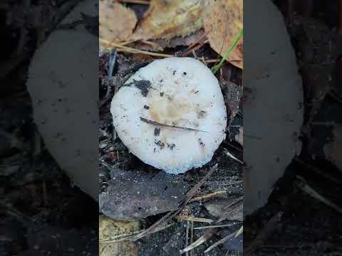 Волнушка белая .Lactarius pubescens.